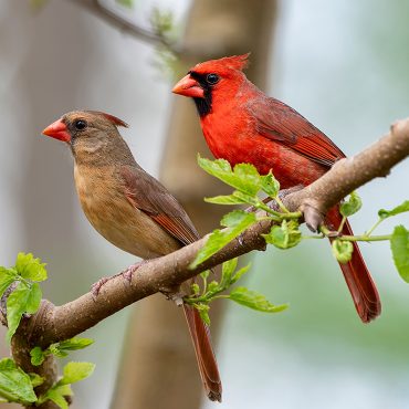 Franklin College professor awarded grant from Amos Butler Audubon Society